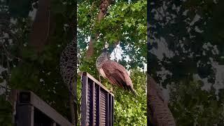 Beautiful Young Peahen #peafowl #peacock