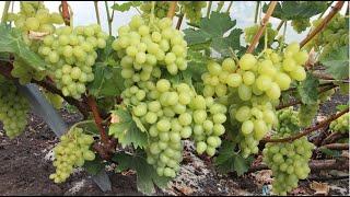 Как вырастить такой шикарный виноград! Ценные советы от профессионала.