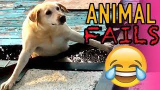 INSANE ANIMAL FAILS AND BLOOPERS! | Viral Animal Fails Caught On Camera!! | Mas Supreme