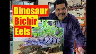 Monster Dinosaur Bichir Fish | Natural Aquarium Setup | Mayur Dev Aquascaper | Bichir Fish Care 4K