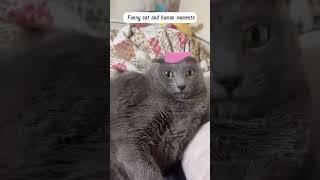 #cat #funny #happycats #catmemes #music #memes #trending #trendingshorts #new #reels