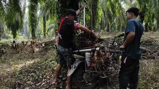 Panen sawit di musim hujan.