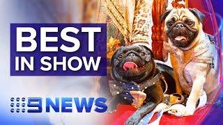 Inside the 2019 Sydney Dog Lovers Show | Nine News Australia