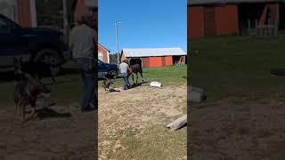 Stella Weanling Lesson - Ponying, Desensitizing, and Water Crossing