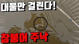 참붕어 주낙. 참붕어는 대물미끼가 확실합니다. 끝내주네요!