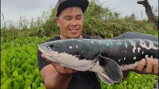 1CAST 1FISH! GIANT SNAKEHEAD TOMAN