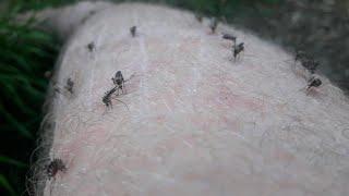Feeding mosquitos in Finland & why