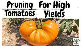 Pruning Tomatoes|VLOG|Whispering Willow Farm