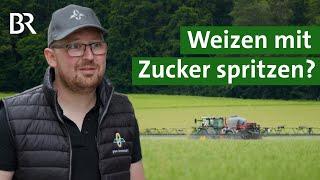 Ungewöhnliche Methode, mehr Ertrag: Was bringt es, Weizen mit Zucker zu spritzen?| Unser Land | BR