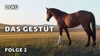 The Stud – Episode 2: A Foal for Capitola (moving horse documentary | animal documentary | German)