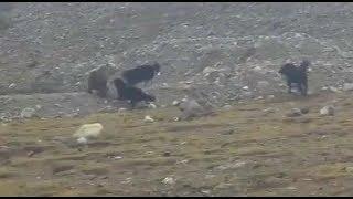 Tibetan Grizzly Bear VS Three Tibetan Mastiffs