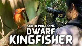 Documenting the SOUTH PHILIPPINE DWARF KINGFISHER | Nest & Fledgling