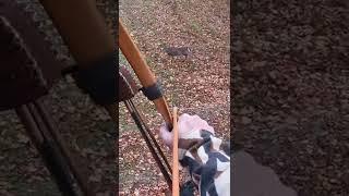 Osage selfbow w/stone point vs Deer #novembersouth #bowandarrow #bowhunting #primitive #deerhunting