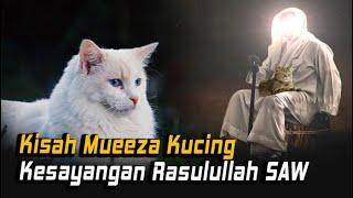 Kisah Mueezah Kucing Istimewa Kesayangan Nabi Muhammad SAW !