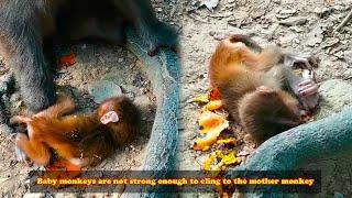 Poor baby monkey! The sick baby monkey has no strength to cling to the mother monkey