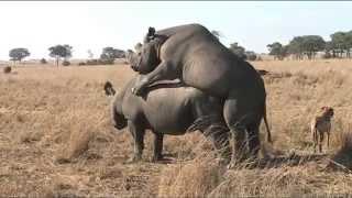 Rhino mating at Imire, Zimbabwe