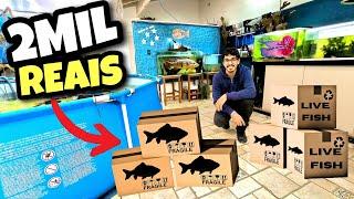 levaram meus PEIXES super RAROS E CAROS