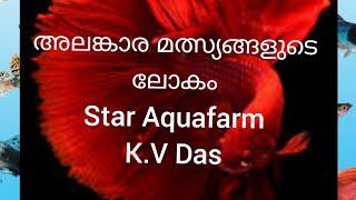 Ornamental fish farming  (STAR AQUAFARM )TRISSUR  9846117293