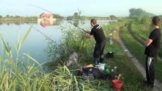 Маевские пруды. Рыбалка. Ловим сазана, карпа, белого амура. Бешеный клёв!