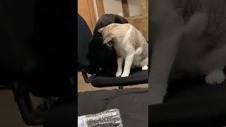 You and your sibling fighting over a favourite chair #cat