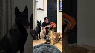 Dogs Help Pack Backpack #smartdog #dogfunny #belgianmalinois