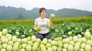 Harvesting Pear Melon (DUA LE) Goes to countryside market sell - weeding | My Bushcraft / Nhất