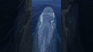 It’s like a living submarine! Amazing drone view of the Blue Whale!