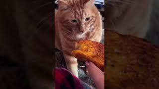 cat sniff reaction #cat #funnycat #catvideo.. S M Billion