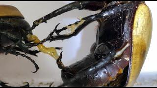 【4K/60fps】Eupatorus Gracilicornis mating Part1　ゴホンツノカブトの交尾　その１