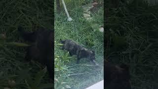 Кошечка пришла в гости) #кошки#животные#nature
