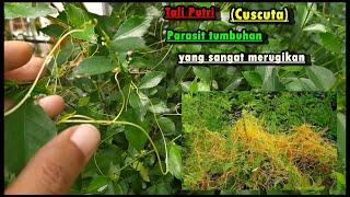 Tali Putri (Cuscuta) | Tanaman Parasit | Yang Sangat Mengganggu