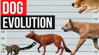 Dog Evolution | In one minute