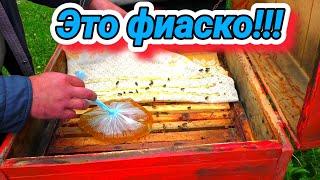Голод пчёл в мае -25 го! Пасека на грани гибели! Пчеловодство под большим вопросом.