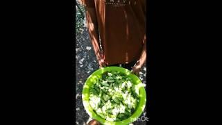 kovyka pottichaloo#shorts#YouTube #the ways of nippa #east duo#