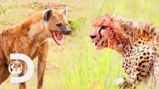 Cheetah Cub Defends Its Family From A Hungry Hyena | Big Cat Tales