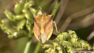 Nördliche Fruchtwanze (Carpocoris fuscispinus)