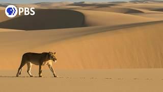 Filming Lions in the Namib Desert