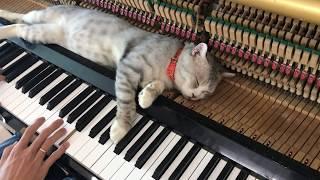 A good piano song suitable for a rainy day | | Piano meowssage