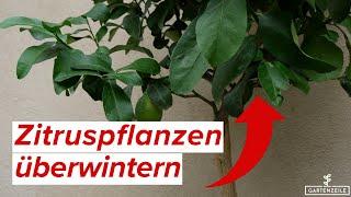 Zitruspflanzen richtig überwintern | So überwinterst du Orange, Zitrone und Co!