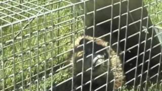 Catching Groundhogs and Possums~Haveaheart Traps