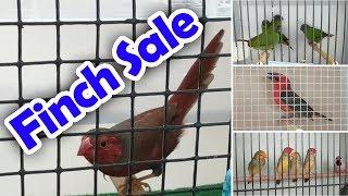 Bird Sale Queensland Finch Society Jan 2019