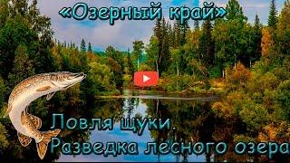 Ловля щуки осенью. Разведка на лесном озере. Pike fishing in autumn.