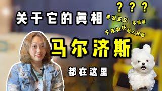 养狗推荐 | 狗种小妖精，馬爾濟斯犬的秘密大公开【养汪事务所】