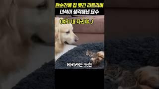 한순간에 집 뺏긴 리트리버 녀석이 생각해낸 묘수