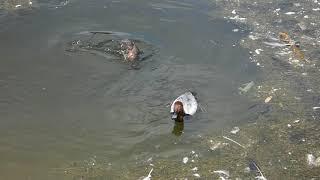 Common Pochards diving