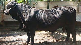 Dikatakan P 0 Ternyata P-1‼️Sapi Hitam Mirip DOUGLAS 