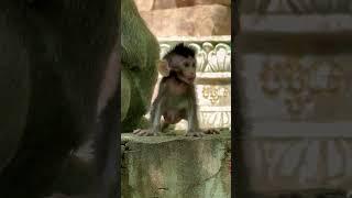 #Animakey #mom&baby#lovelymonkey#babysocute#viral#animals#youtube#shorts#like#Subscribe#