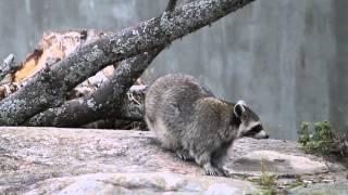 Raccoon (Procyon lotor) investigating a crevice