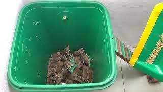 Best mouse trap at home // Trap mice easily using trash cans and grains