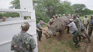 Rwanda Black Rhino Relocation  The Return of an Icon